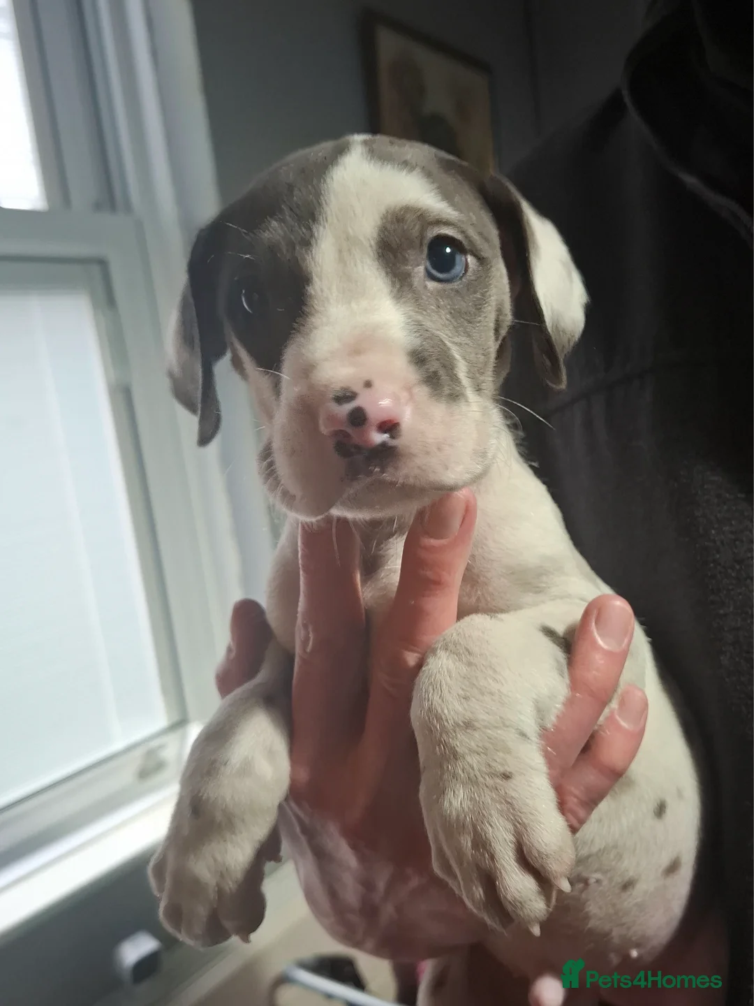 Great Dane dogs for sale: Great Dane puppies K.C Registered  - Advert 23
