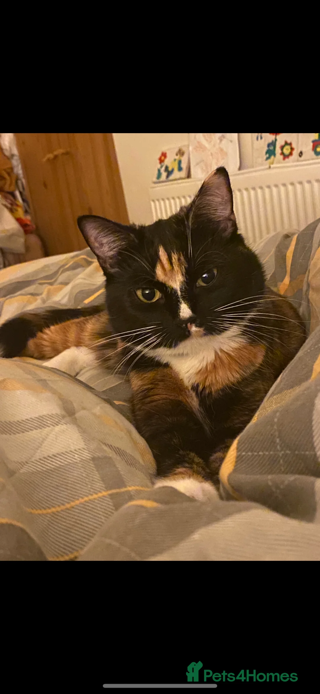 British Shorthair cats for sale: Calico cat - Appa  in Sutton - Advert 2