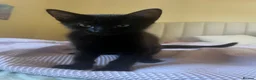Mixed Breed cats for sale: 2 boys + girl - Advert 12