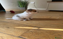 Pomchi dogs for sale: Beautiful Pomchi boy - Image 2