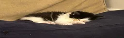 British Shorthair cats for sale: beautiful british shorthair and longhair kittens  - Advert 14