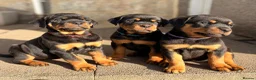 Rottweiler dogs for sale: 🩷LAST GIRL READY TO LEAVE🩷 - Advert 17