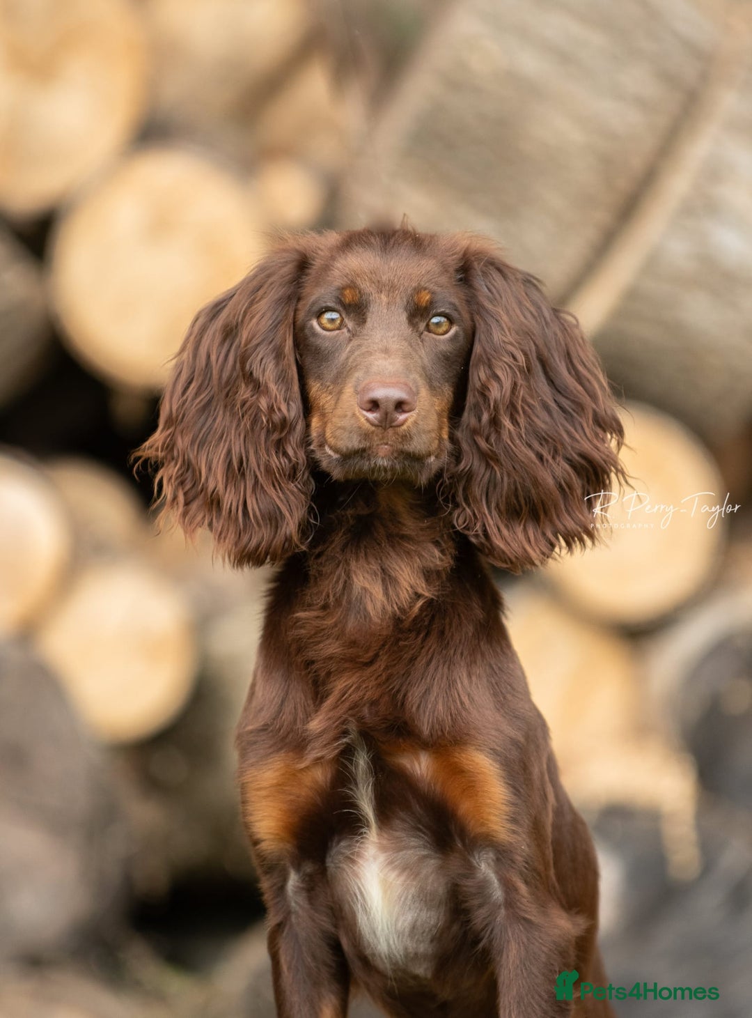 Cocker Spaniel dogs for stud: Kc registered proven stud  in Bristol - Advert 6