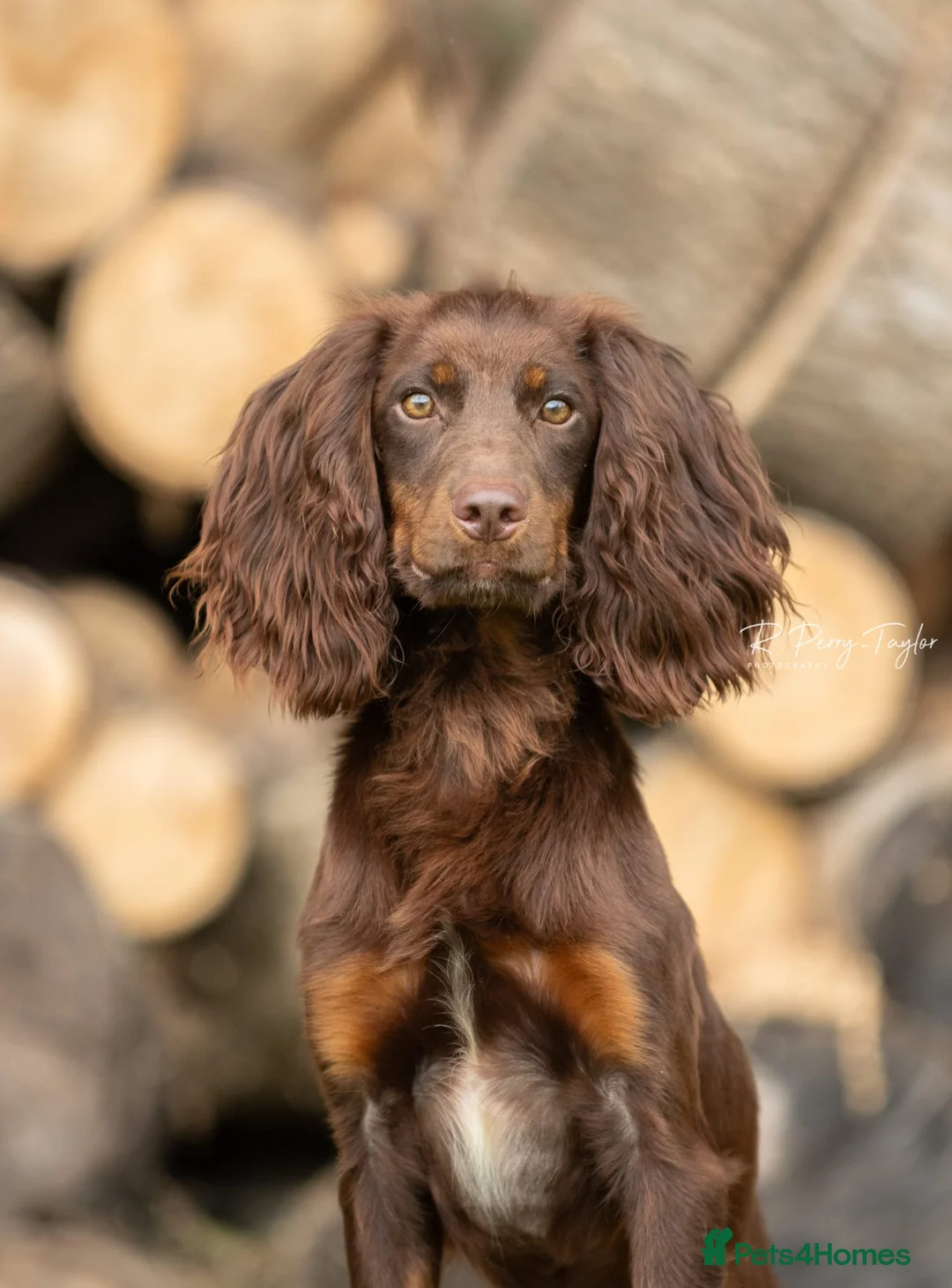 Cocker Spaniel dogs for stud: Kc registered proven stud  in Bristol - Advert 6