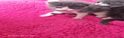 Russian Blue cats for sale: Kittens for sale - Advert 7