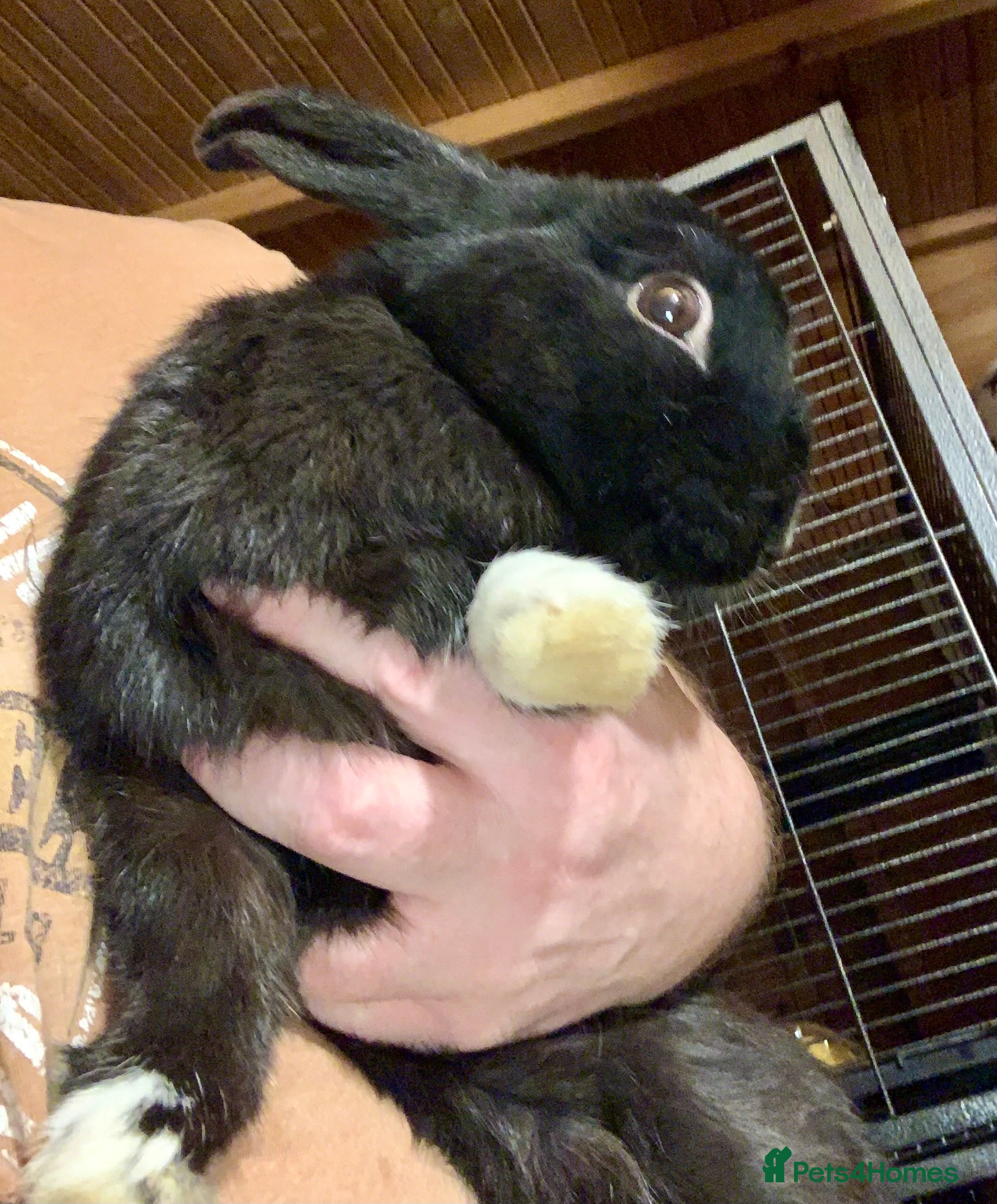 Mixed Breed rabbits Mixed breed rabbit - Advert 5