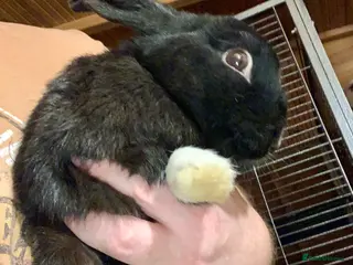 Mixed Breed rabbits Mixed breed rabbit - Advert 5