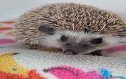 Pygmy Hedgehog rodents for sale: Beautiful Baby Hoglets Ready Now - Image 2
