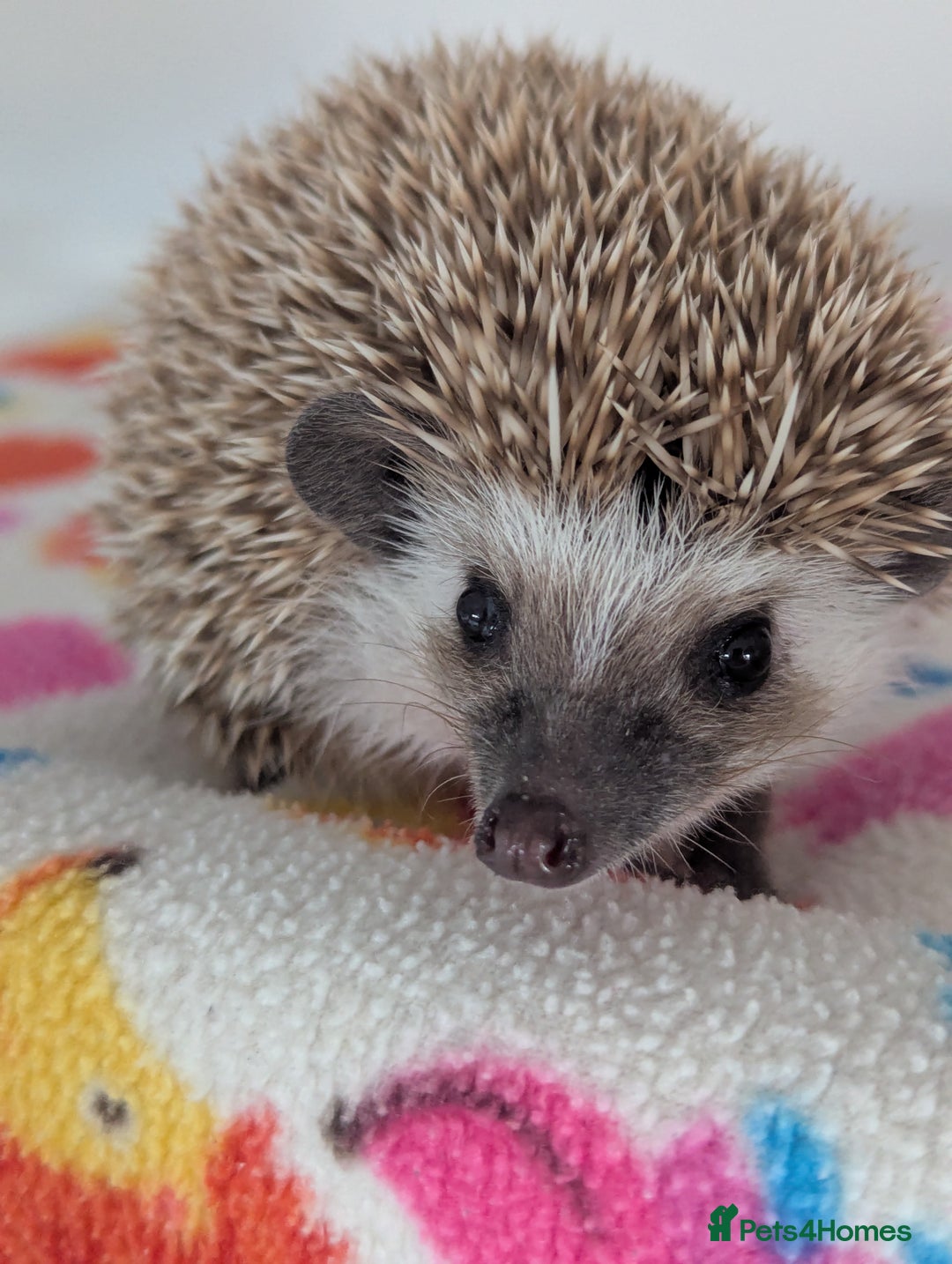 Pygmy Hedgehog rodents for sale: Beautiful Baby Hoglets Ready Now - Image 2
