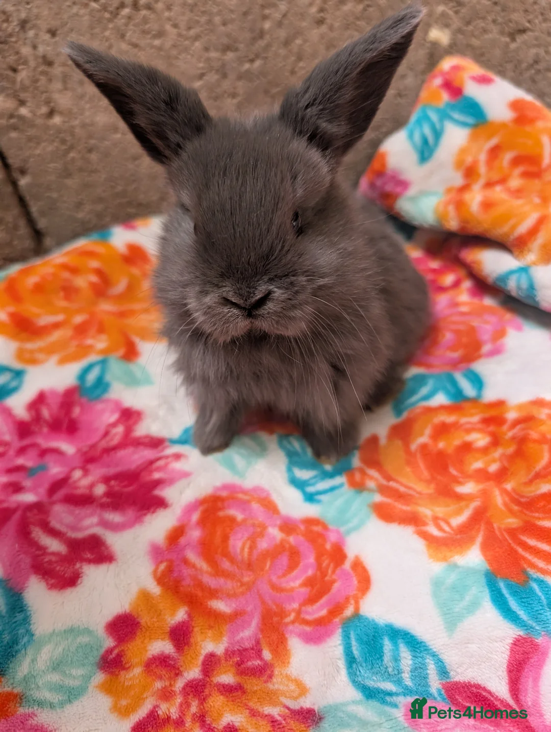 Mini Lop rabbits for sale: Mini lop kits, reserve now, leave from 29/6/26 - Advert 2