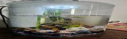 Pond Fish fish for sale: Beautiful, colorful mixed ornamental fish in London - Advert 1