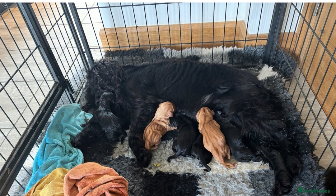 Cockerdor dogs for sale: Cockerdor puppies  - Image 5