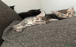 Mixed Breed cats for sale: Kitten’s ready now  - Image 3