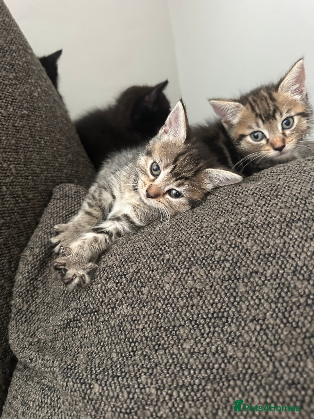 Mixed Breed cats for sale: Kitten’s ready now  - Image 3