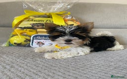Yorkshire Terrier dogs for sale: Beautiful very small xxxs Biewer Yorkshire Terrier - Image 22