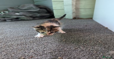 Mixed Breed cats - Advert 5