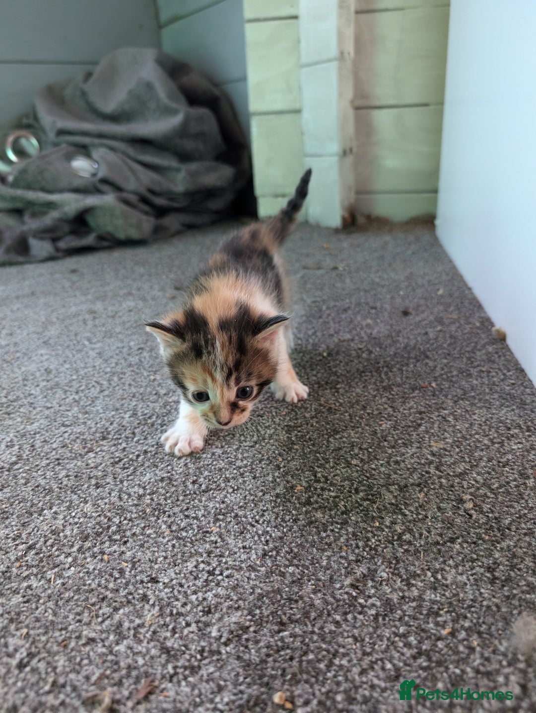 Mixed Breed cats for sale: 7 Adorable Tabby, Black, and Tortishell Kittens. - Image 3