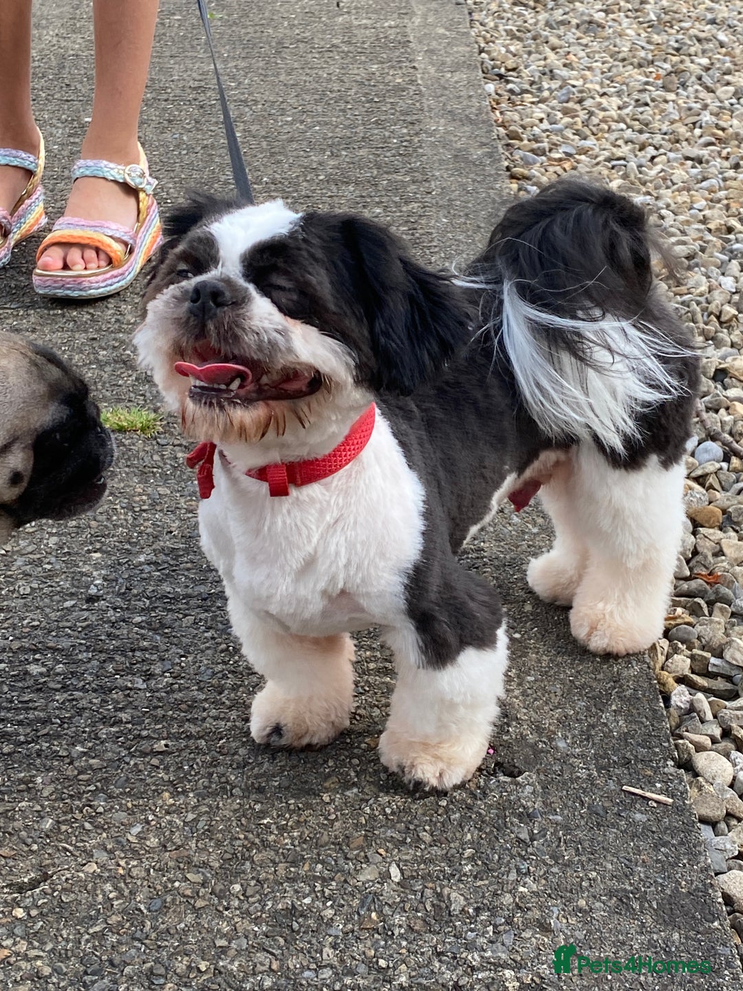 Shih Tzu dogs for stud: shitzu for stud - Image 2
