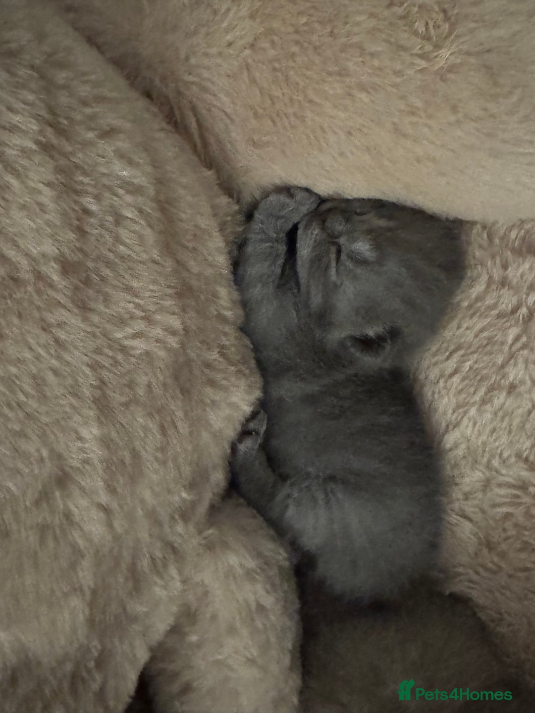 British Shorthair cats for sale: Beautiful British short hair kitten  - Image 16