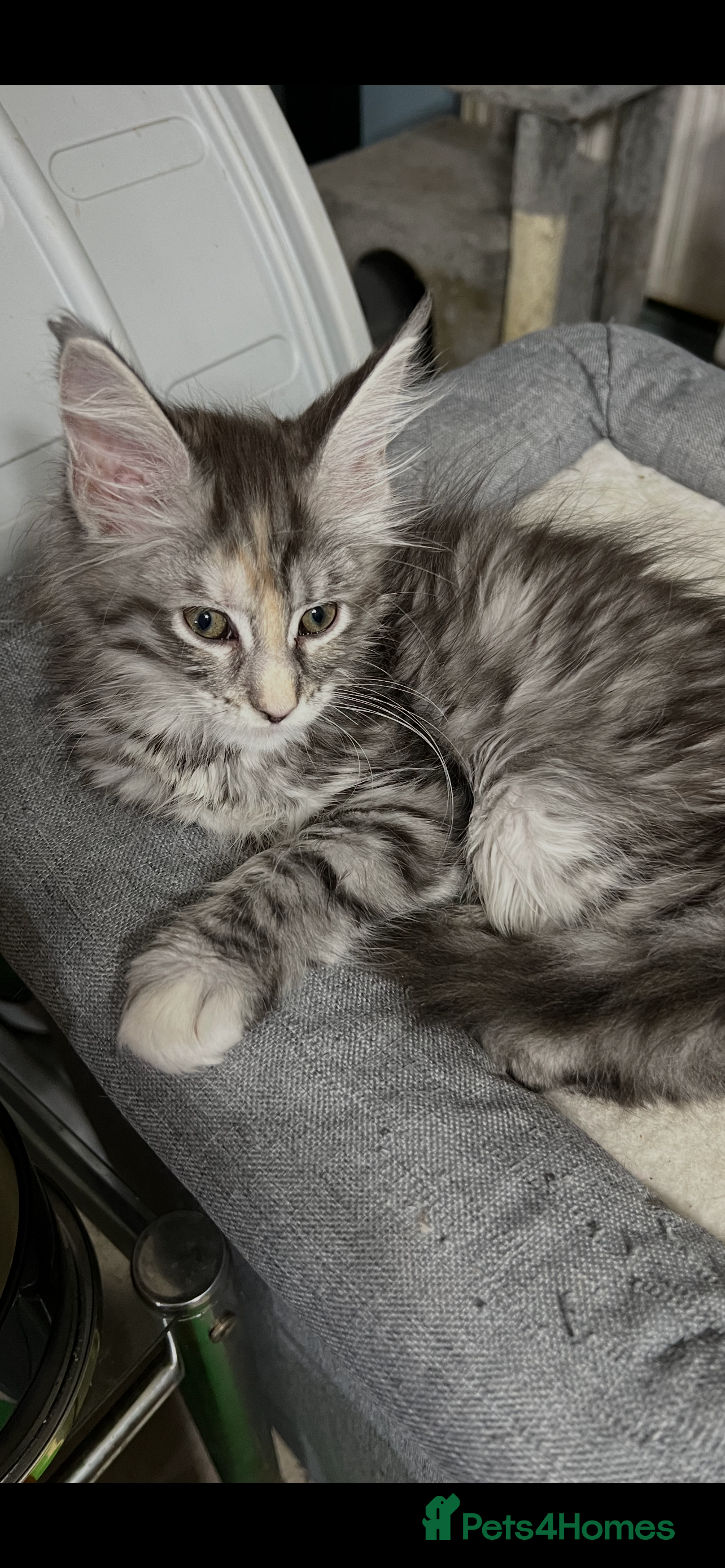 Maine Coon cats Last two girls.Reduced price.MC kittens  - Advert 2