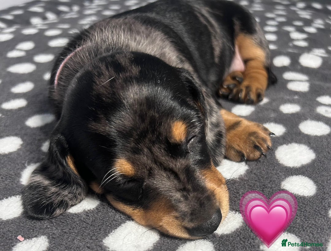 Dachshund dogs for sale: Miniature dachshunds puppies - Image 8