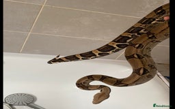 Snake reptiles for sale: Female hypo arabesque boa - Image 5