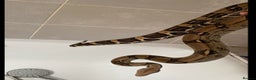 Snake reptiles for sale: Adult Female common boa - Advert 1