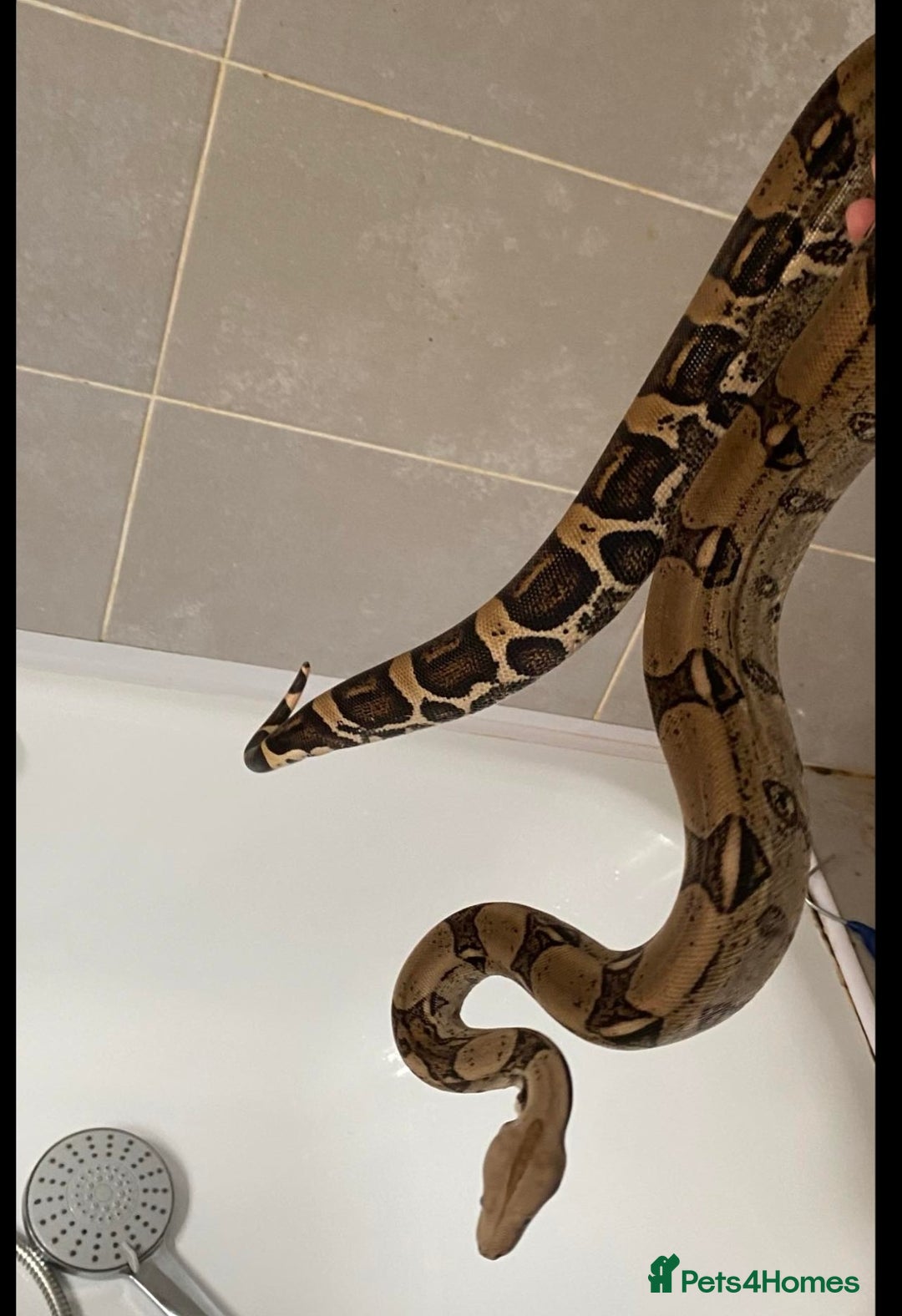 Snake reptiles for sale: Female hypo arabesque boa - Image 5