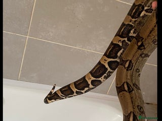 Snake reptiles - Advert 24