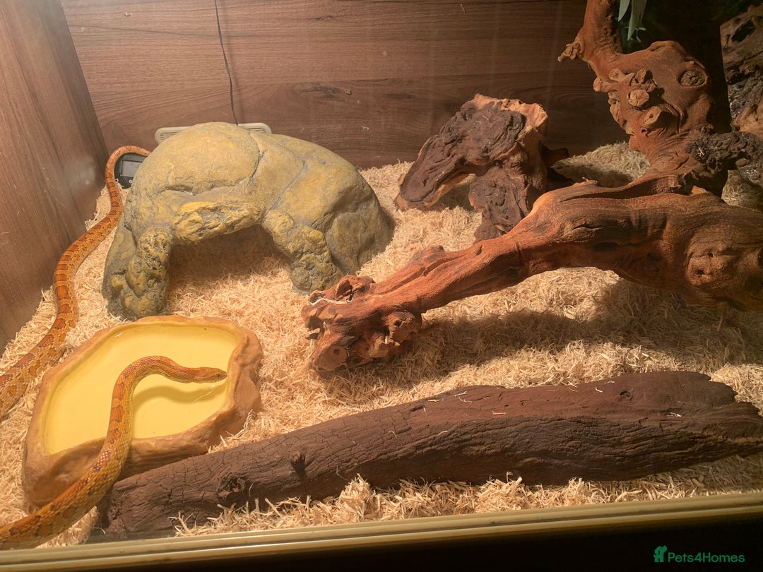 Corn Snake reptiles for sale:  Zep the cornsnake - Image 2