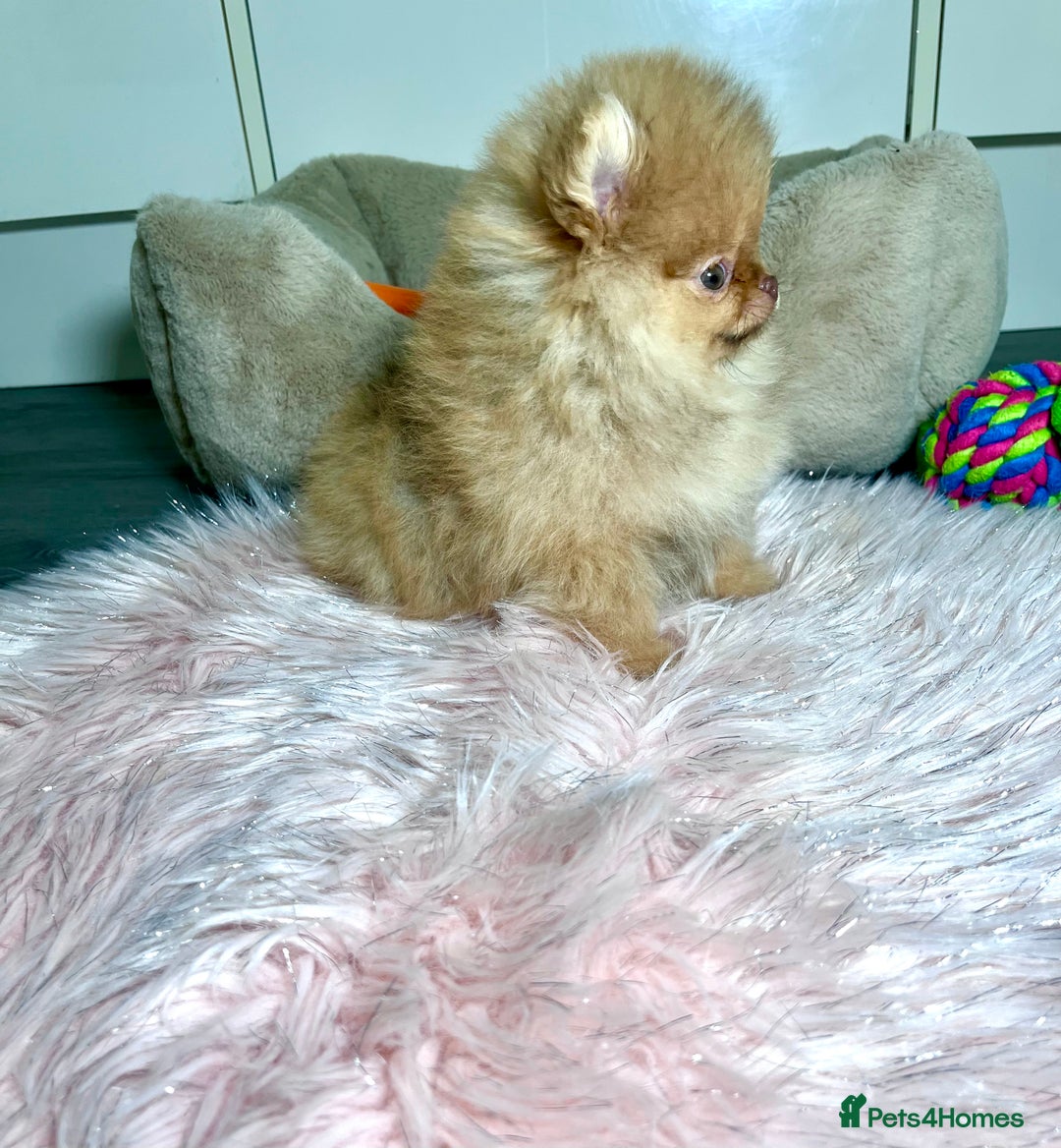 Pomeranian dogs for sale: 🐻Green eyed👁️Top Quality🔥 - Advert 17