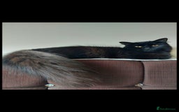 Mixed Breed cats for sale: Kittens😺 - Image 28