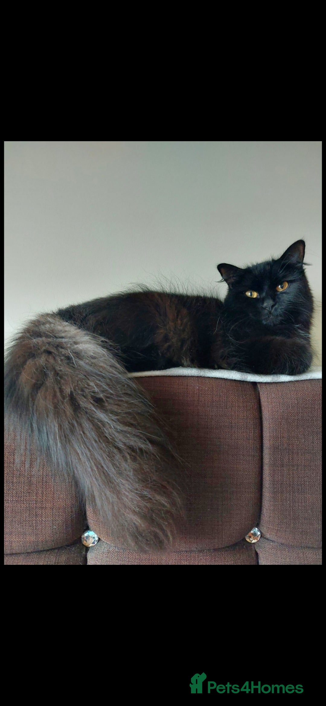 Mixed Breed cats for sale: Kittens😺 - Image 28