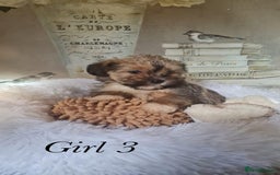 Shorkie dogs for sale: 9 stunning shorkie puppies - Image 20