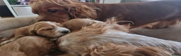 Cocker Spaniel dogs for sale: Golden Cocker Spaniel puppies (boy available) - Advert 25