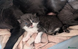 Mixed Breed cats for sale: Three kittens - Image 3
