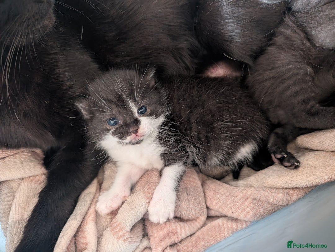 Mixed Breed cats for sale: Three kittens - Image 3