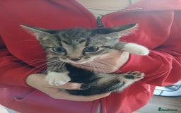 Mixed Breed cats for sale: 4 kittens 1 boy & 3 girls - Image 2