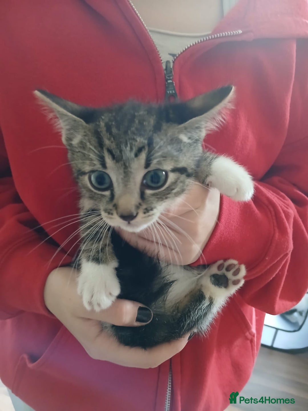 Mixed Breed cats for sale: 4 kittens 1 boy & 3 girls - Image 2