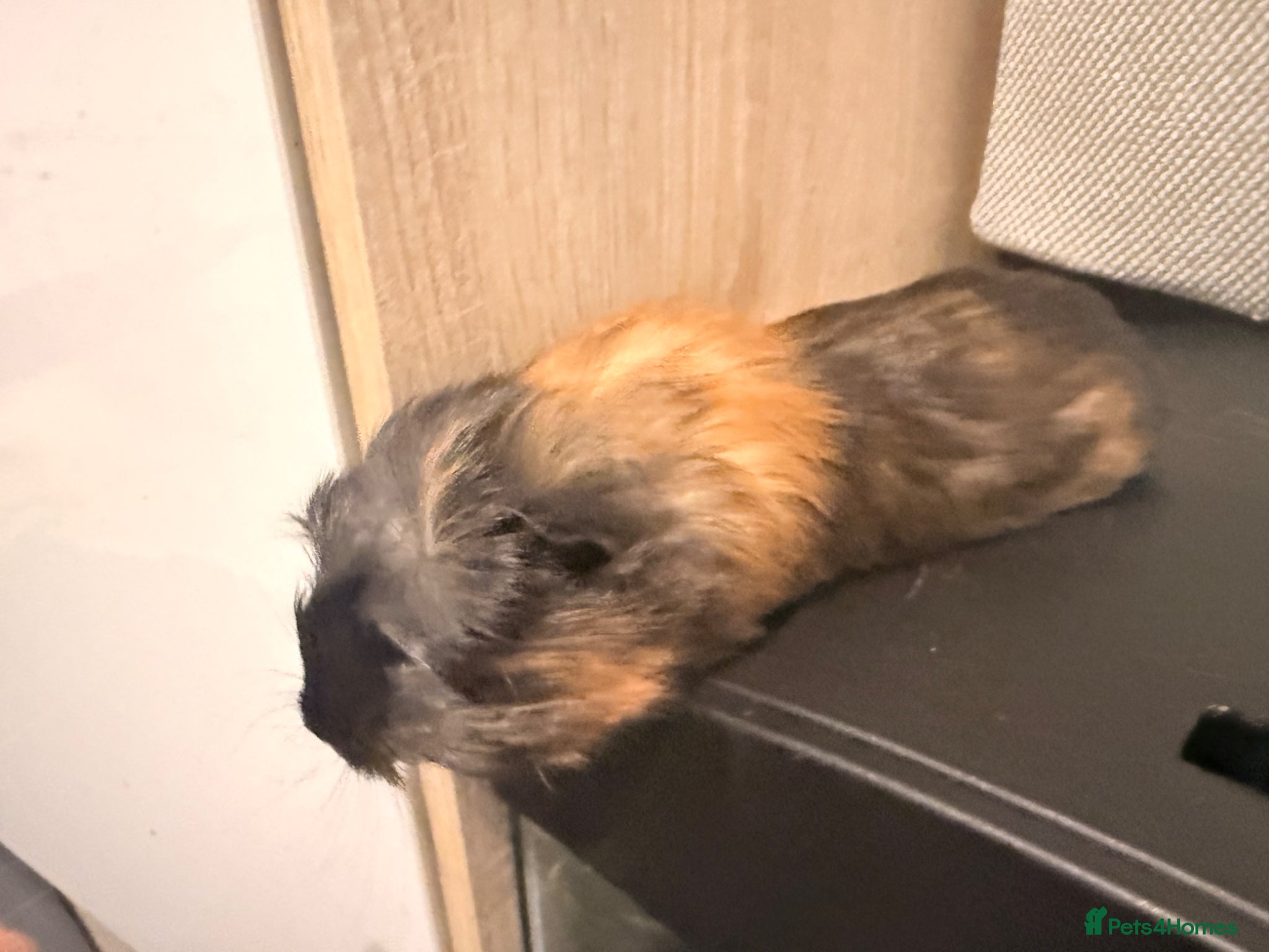 Guinea Pig rodents for sale: Looking for a new home  - Advert 3