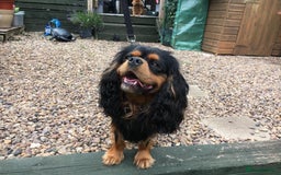 Cavalier King Charles Spaniel dogs for stud: KC Registered Cavalier King Charles Stud Dog - Image 5