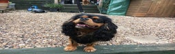 Cavalier King Charles Spaniel dogs for stud: STUD ONLY KC Cavalier KC Black and Tan stunning - Advert 8
