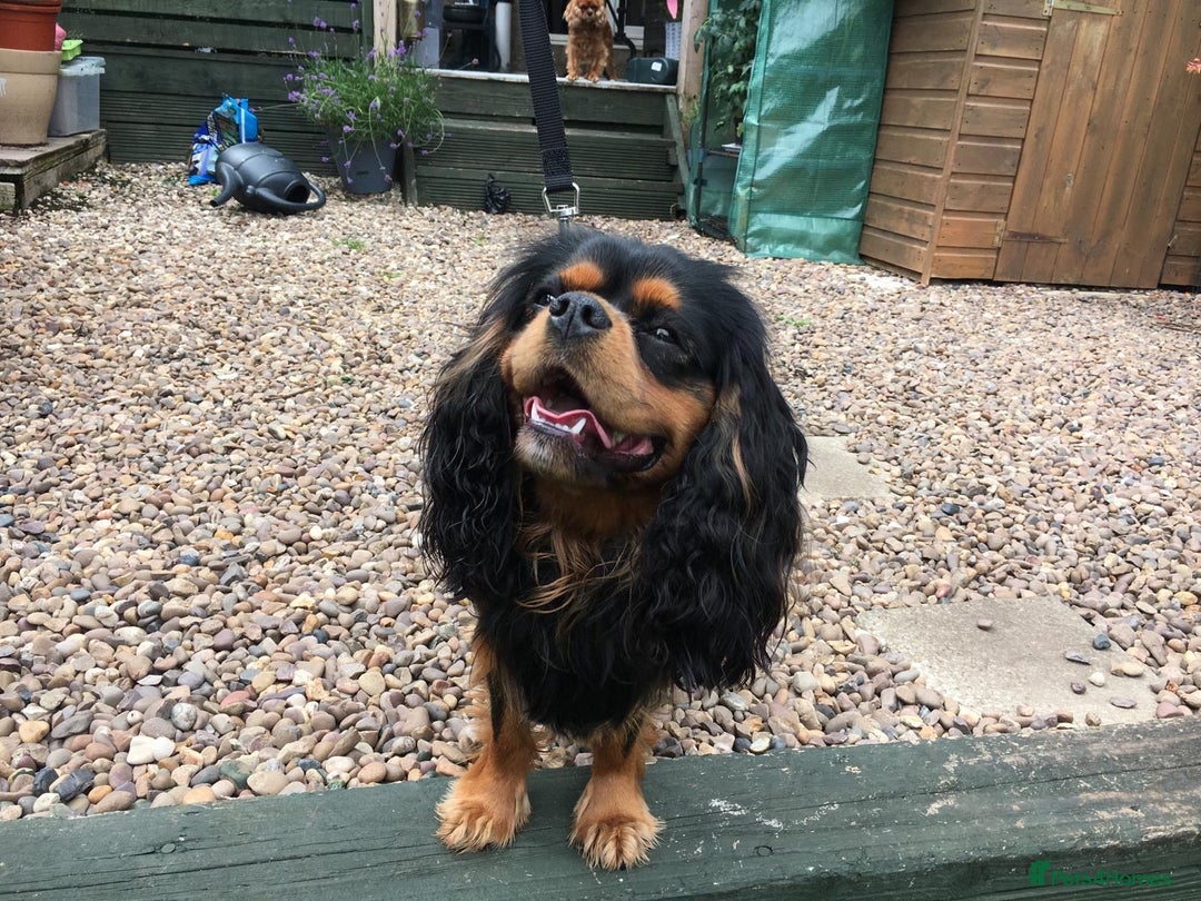 Cavalier King Charles Spaniel dogs for stud: KC Registered Cavalier King Charles Stud Dog - Image 5