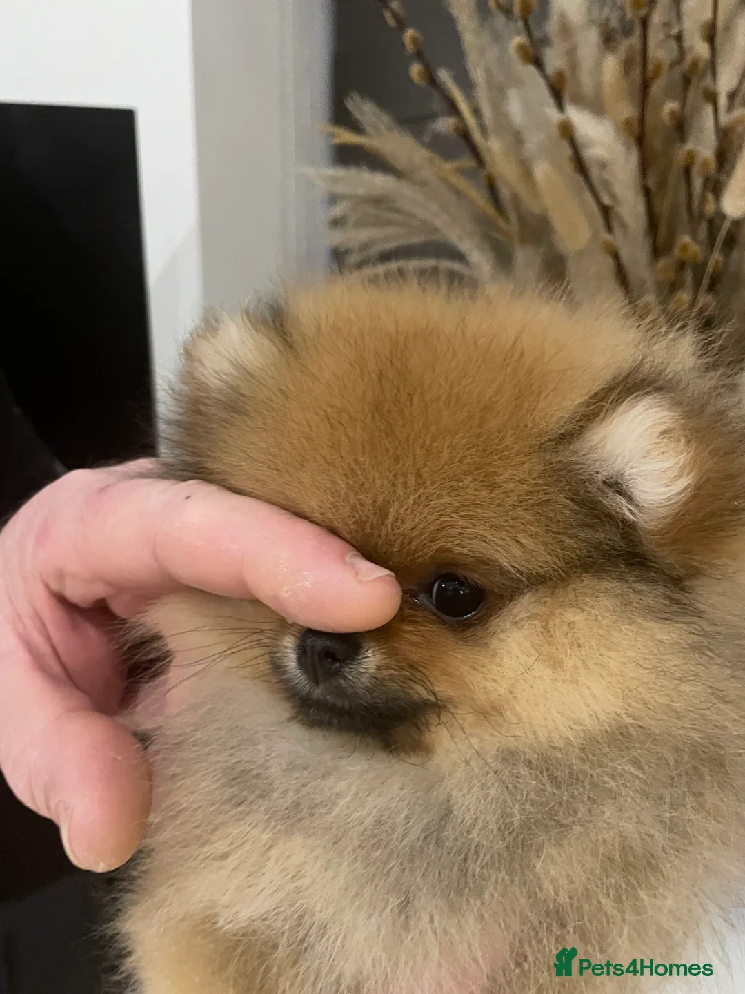Pomeranian dogs for sale: KC Mini Pomerania  in Bristol - Advert 10