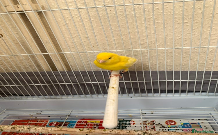 Canaries birds - Advert 4