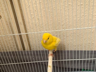 Canaries birds - Advert 29