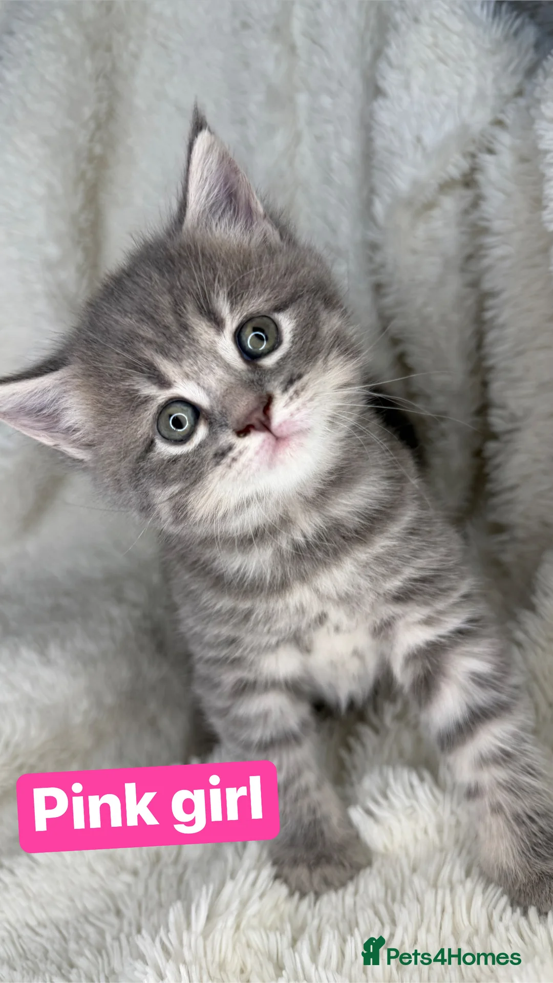 Mixed Breed cats for sale: Beautiful Maine coon x British shorthairs  - Advert 2