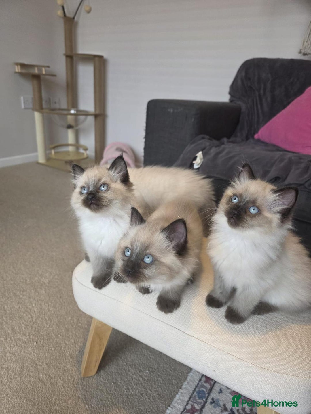 Ragdoll cats for sale: Beautiful Ragdoll Kittens Ready NOW - Advert 5