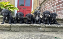 Bedlington Terrier dogs for sale: Fantastic F1 Bedlington x Whippet Puppies  - Image 11
