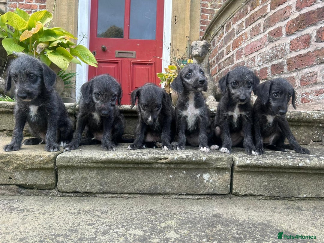 Bedlington Terrier dogs for sale: Fantastic F1 Bedlington x Whippet Puppies  - Image 11